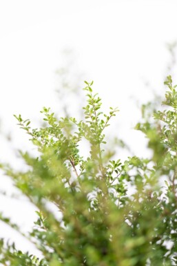 Japanische Stechpalme / Ilex Crenata Convexa 60-80 cm