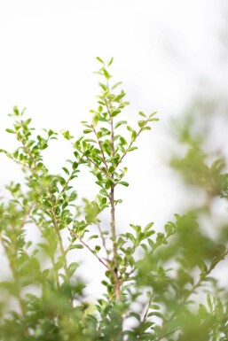 Japanische Stechpalme / Ilex Crenata Convexa 60-80 cm