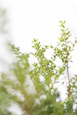 Japanische Stechpalme / Ilex Crenata Convexa 60-80 cm
