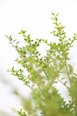Japanische Stechpalme / Ilex Crenata Convexa 60-80 cm