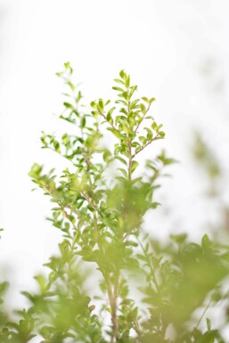 Japanische Stechpalme / Ilex Crenata Convexa 60-80 cm