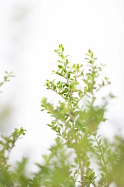 Japanische Stechpalme / Ilex Crenata Convexa 60-80 cm