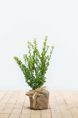 Japanische Stechpalme Ilex crenata Caroline Upright Hecke 20-30 Topf Japanische Stechpalme / Ilex Crenata Caroline Upright 20-30 cm