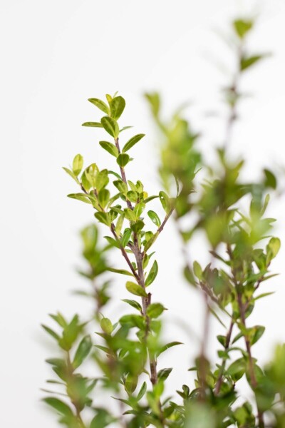 Japanische Stechpalme Ilex crenata Caroline Upright Hecke 20-30 Topf Japanische Stechpalme / Ilex Crenata Caroline Upright 20-30 cm