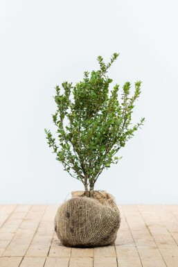 Japanische Stechpalme Ilex crenata Caroline Upright Hecke 30-40 Topf Japanische Stechpalme / Ilex Crenata Caroline Upright 30-40 cm