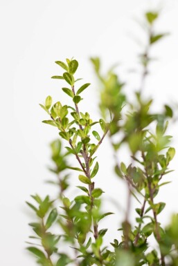 Japanische Stechpalme Ilex crenata Caroline Upright Hecke 30-40 Topf Japanische Stechpalme / Ilex Crenata Caroline Upright 30-40 cm