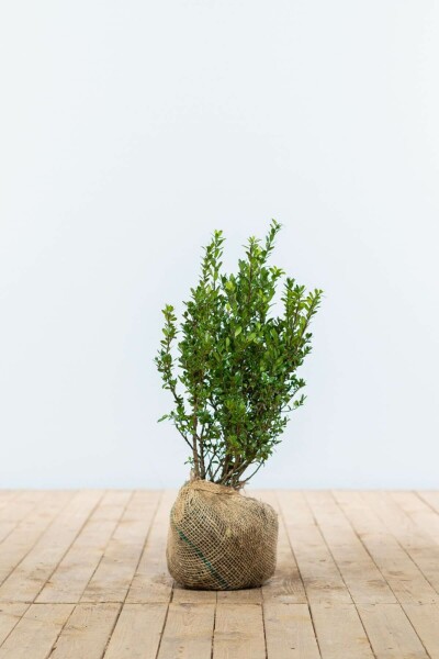 Japanische Stechpalme / Ilex Crenata Caroline Upright 40-60 cm