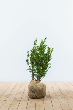 Japanische Stechpalme Ilex crenata Caroline Upright Hecke 40-60 Topf Japanische Stechpalme / Ilex Crenata Caroline Upright 40-60 cm