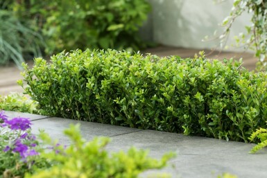Japanische Stechpalme / Ilex Crenata Caroline Upright 40-60 cm