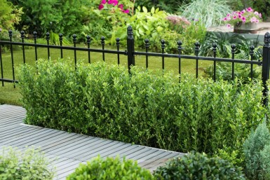 Japanische Stechpalme / Ilex Crenata Caroline Upright 40-60 cm