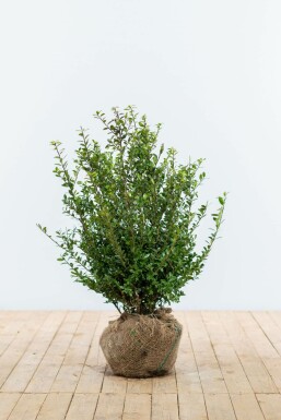 Japanische Stechpalme Ilex crenata Caroline Upright Hecke 60-80 Topf