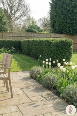 Japanische Stechpalme / Ilex Crenata Dark Green 60-80 cm