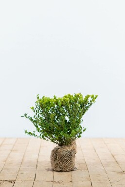 Japanische Stechpalme Ilex crenata Dark Green Hecke 20-30 Topf Japanische Stechpalme / Ilex Crenata Dark Green 20-30 cm