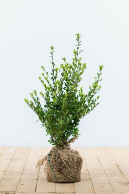 Japanische Stechpalme / Ilex Crenata Dark Green