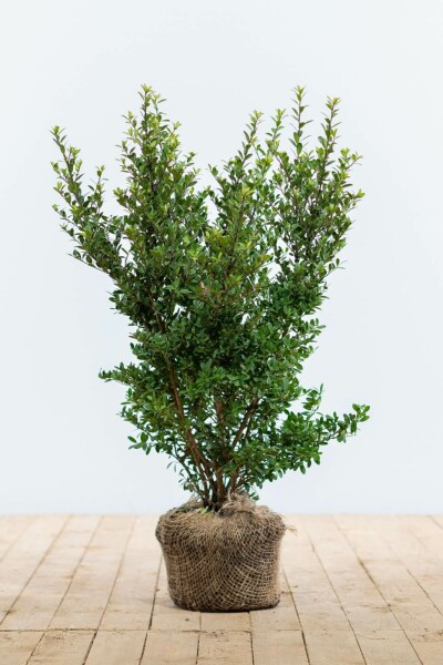 Japanische Stechpalme / Ilex Crenata Dark Green 40-60 cm
