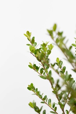 Japanische Stechpalme / Ilex Crenata Dark Green 40-60 cm