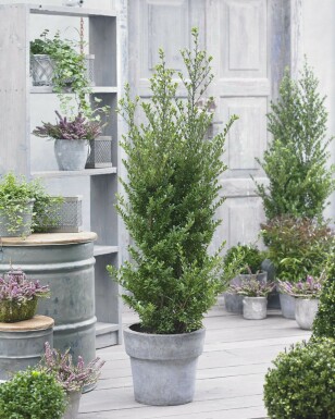 Japanische Stechpalme / Ilex Crenata Dark Green 40-60 cm