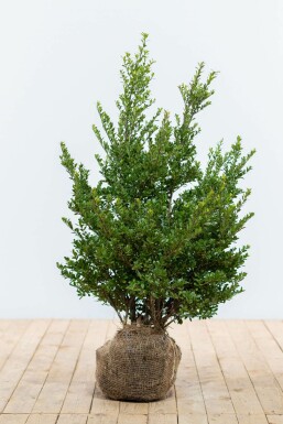 Japanische Stechpalme Ilex crenata Dark Green Hecke 60-80 Ballen