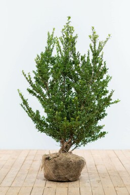 Japanische Stechpalme Ilex crenata Dark Green Hecke 80-100 Ballen