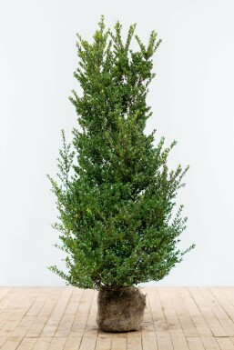 Japanische Stechpalme / Ilex Crenata Dark Green