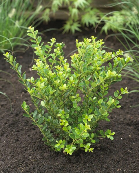 Japanische Stechpalme Ilex crenata Green Hedge Hecke 15-20 Topf Japanische Stechpalme / Ilex Crenata Green Hedge 15-20 cm