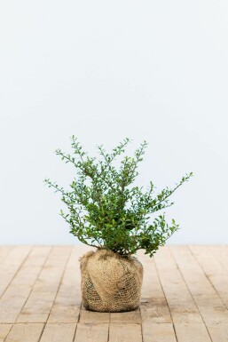 Japanische Stechpalme Ilex crenata Green Hedge Hecke 25-30 Topf Japanische Stechpalme / Ilex Crenata Green Hedge 25-30 cm