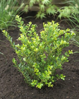 Japanische Stechpalme Ilex crenata Green Hedge Hecke 25-30 Topf