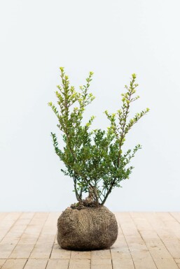 Japanische Stechpalme Ilex crenata Green Hedge Hecke 40-60 Ballen Japanische Stechpalme / Ilex Crenata Green Hedge 40-60 cm
