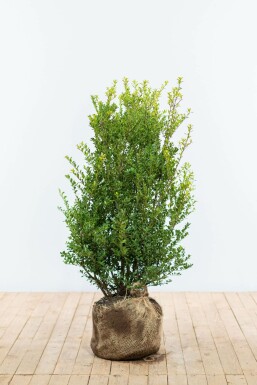 Japanische Stechpalme Ilex crenata Green Hedge Hecke 80-100 Ballen Japanische Stechpalme / Ilex Crenata Green Hedge 80-100 cm