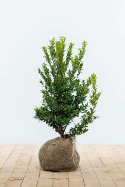 Japanische Stechpalme Ilex Maximowicziana Kanehirae Hecke 40-60 Topf Japanische Stechpalme / Ilex Maximowicziana Kanehirae 40-60 cm