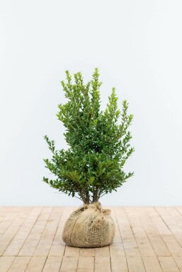 Japanische Stechpalme / Ilex Maximowicziana Kanehirae 60-80 cm