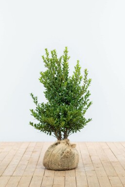 Japanische Stechpalme Ilex Maximowicziana Kanehirae Hecke 60-80 Ballen