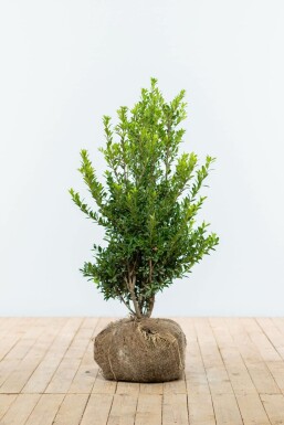 Japanische Stechpalme Ilex Maximowicziana Kanehirae Hecke 80-100 Ballen Japanische Stechpalme / Ilex Maximowicziana Kanehirae 80-100 cm