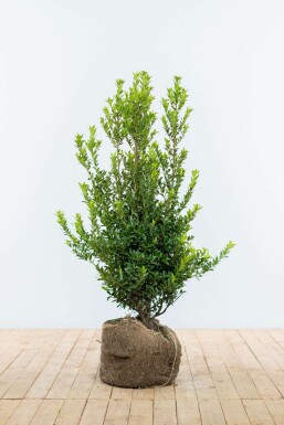 Japanische Stechpalme Ilex Maximowicziana Kanehirae Hecke 100-125 Ballen Japanische Stechpalme / Ilex Maximowicziana Kanehirae 100-125 cm