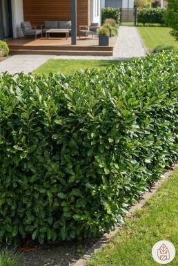Kirschlorbeer / Prunus Laurocerasus Genolia