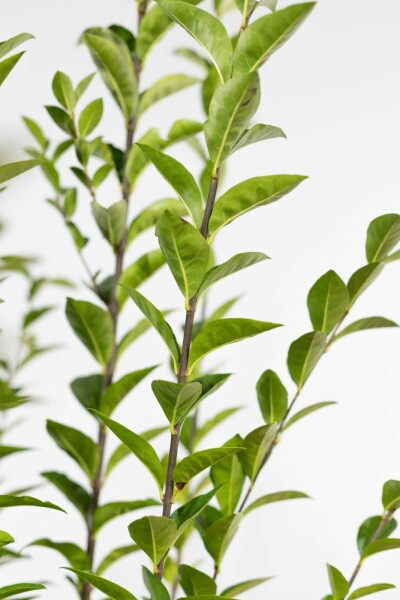 Ligustrum ovalifolium P9 30-40