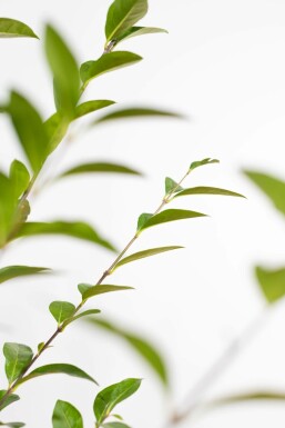Ligustrum ovalifolium P9 30-40