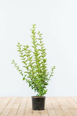 Ovalblättrige Liguster Ligustrum Ovalifolium Hecke 40-60 Topf Ligustrum Ovalifolium Ovalblättriger Liguster 40-60 cm