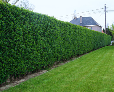 Ligustrum Ovalifolium Ovalblättriger Liguster 40-60 cm