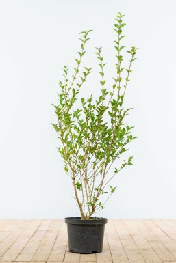 Ovalblättrige Liguster Ligustrum Ovalifolium Hecke 80-100 Ballen Ligustrum Ovalifolium Ovalblättriger Liguster 80-100 cm