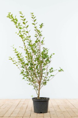 Ovalblättrige Liguster Ligustrum Ovalifolium Hecke 100-125 Ballen Ligustrum Ovalifolium Ovalblättriger Liguster 100-125 cm