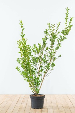 Ovalblättrige Liguster Ligustrum Ovalifolium Hecke 125-150 Ballen Ligustrum Ovalifolium Ovalblättriger Liguster 125-150 cm