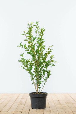 Gewöhnlicher Liguster Ligustrum Vulgare Hecke 60-80 Ballen Ligustrum Vulgare Gewöhnlicher Liguster 60-80 cm