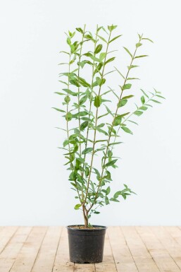 Gewöhnlicher Liguster Ligustrum Vulgare Hecke 80-100 Ballen Ligustrum Vulgare Gewöhnlicher Liguster 80-100 cm