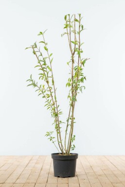 Gewöhnlicher Liguster Ligustrum Vulgare Hecke 100-125 Ballen Ligustrum Vulgare Gewöhnlicher Liguster 100-125 cm