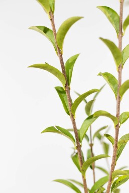 Ligustrum Vulgare Atrovirens Schwarzgrüner Liguster 60-80 cm