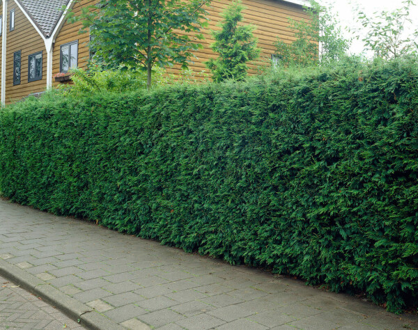Leyland Zypresse Cupressocyparis leylandii Hecke 60-80 Ballen Leyland Zypresse Cupressocyparis Leylandii 60-80 cm