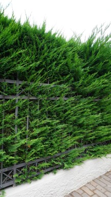 Leyland Zypresse Cupressocyparis Leylandii 80-100 cm - Ballen