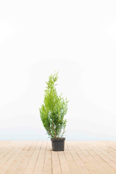 Lebensbaum / Thuja Plicata Atrovirens 60-80 cm