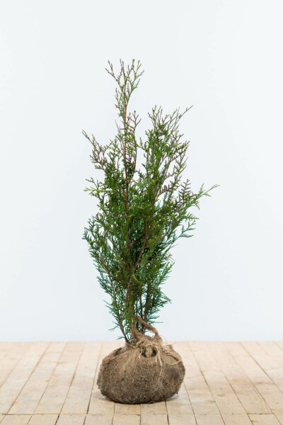Lebensbaum / Thuja Plicata Atrovirens
